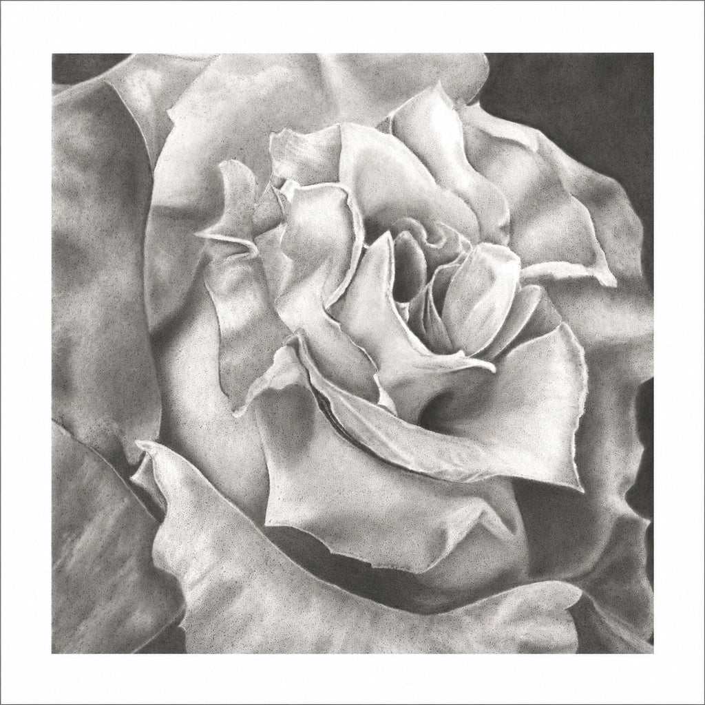 White Rose- limited edition signed and numbered prints