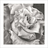 White Rose- limited edition signed and numbered prints