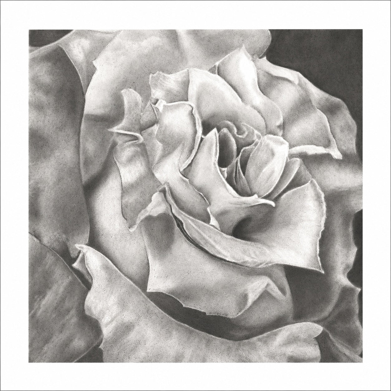 White Rose- limited edition signed and numbered prints