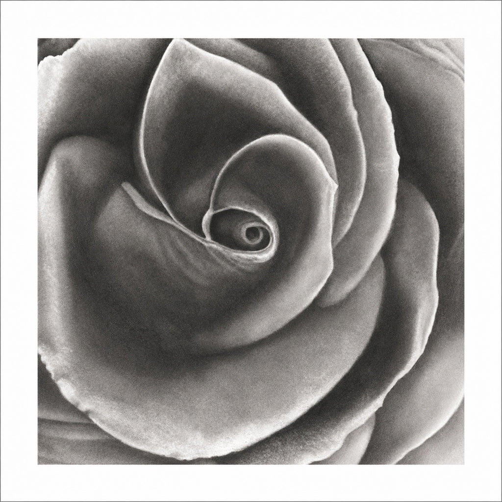 Velvet Rose - Signed and Numbered