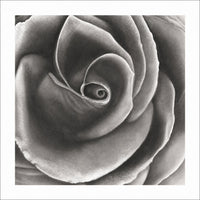 Velvet Rose - Signed and Numbered