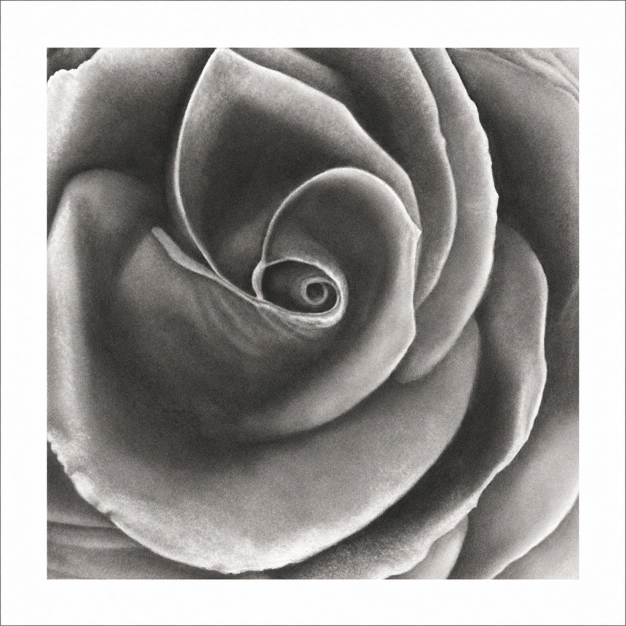 Velvet Rose - Signed and Numbered