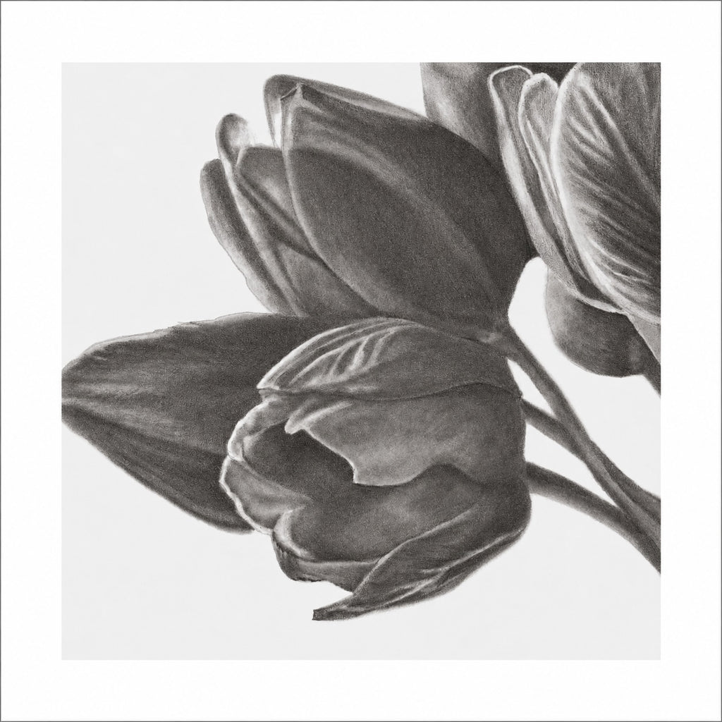 Tulips of Love