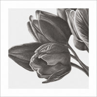 Tulips of Love