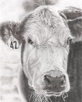 "COW"-No.42 - Signed and Numbered