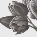 Tulips of Love