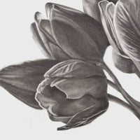 Tulips of Love