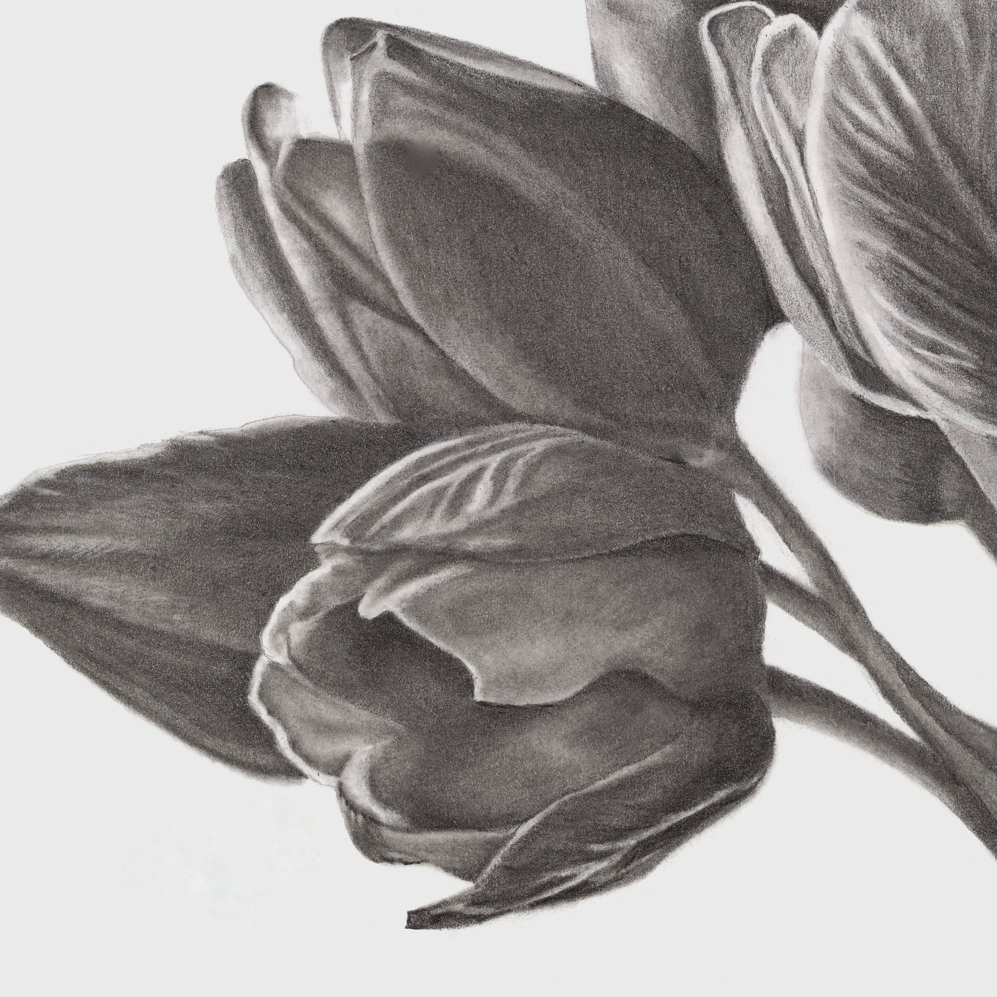 Tulips of Love