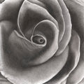 Velvet Rose - Signed and Numbered