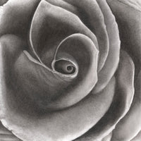 Velvet Rose - Signed and Numbered