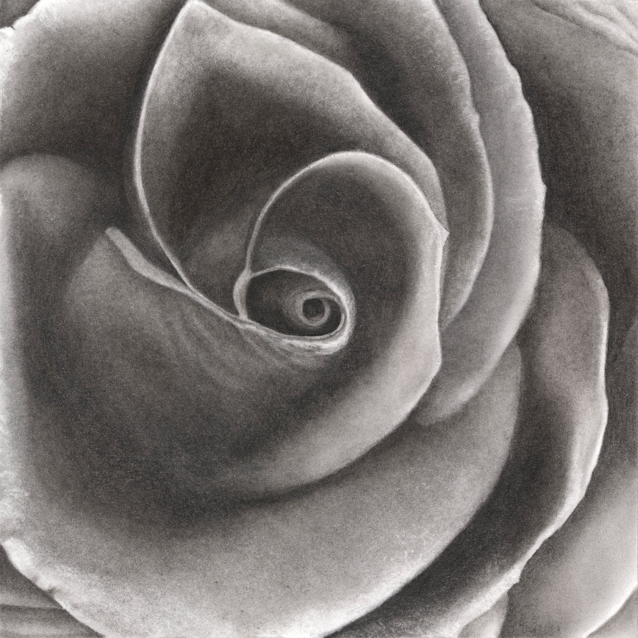 Velvet Rose - Signed and Numbered