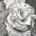 White Rose- limited edition signed and numbered prints