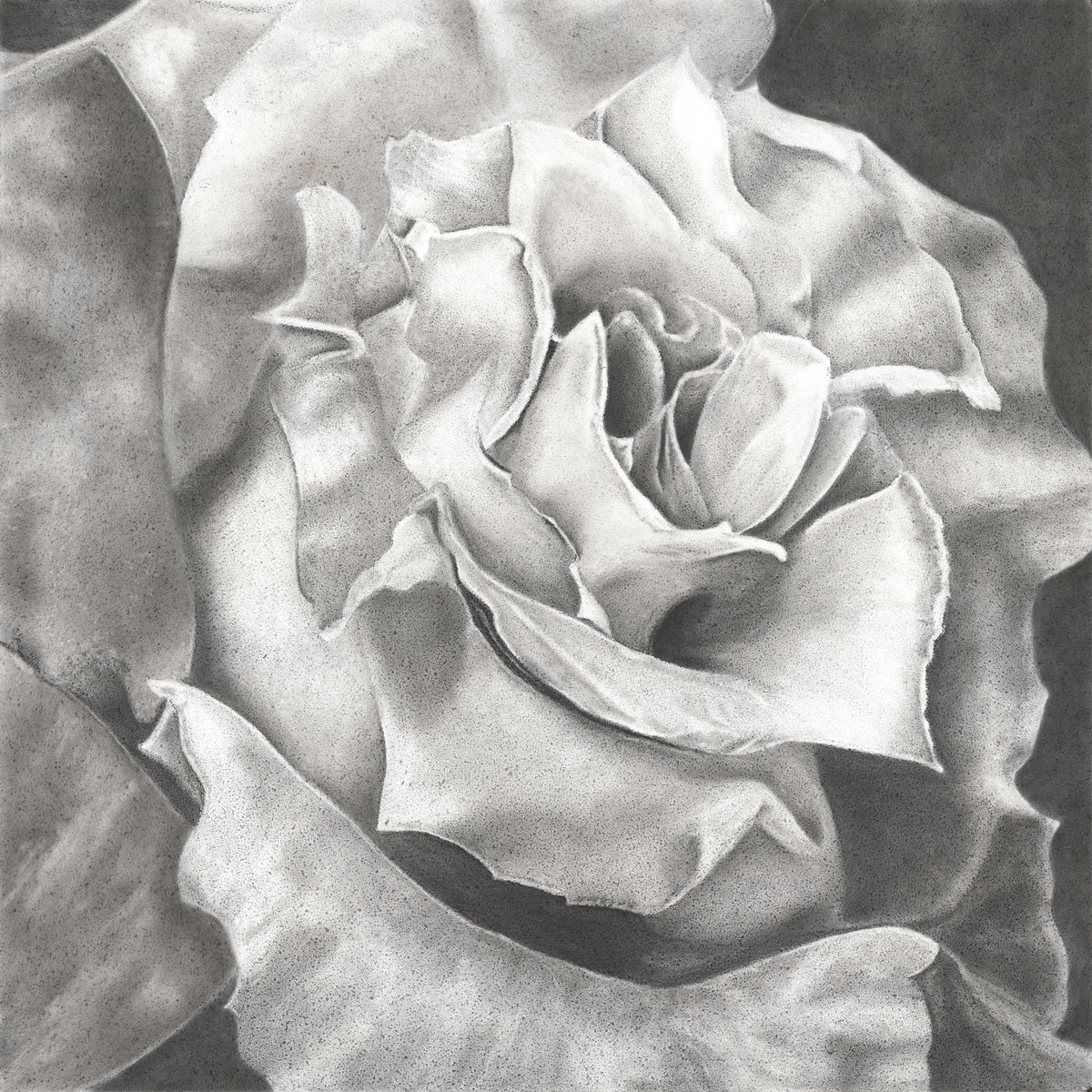 White Rose- limited edition signed and numbered prints