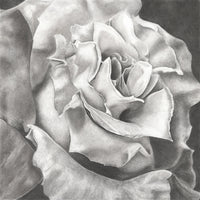 White Rose- limited edition signed and numbered prints