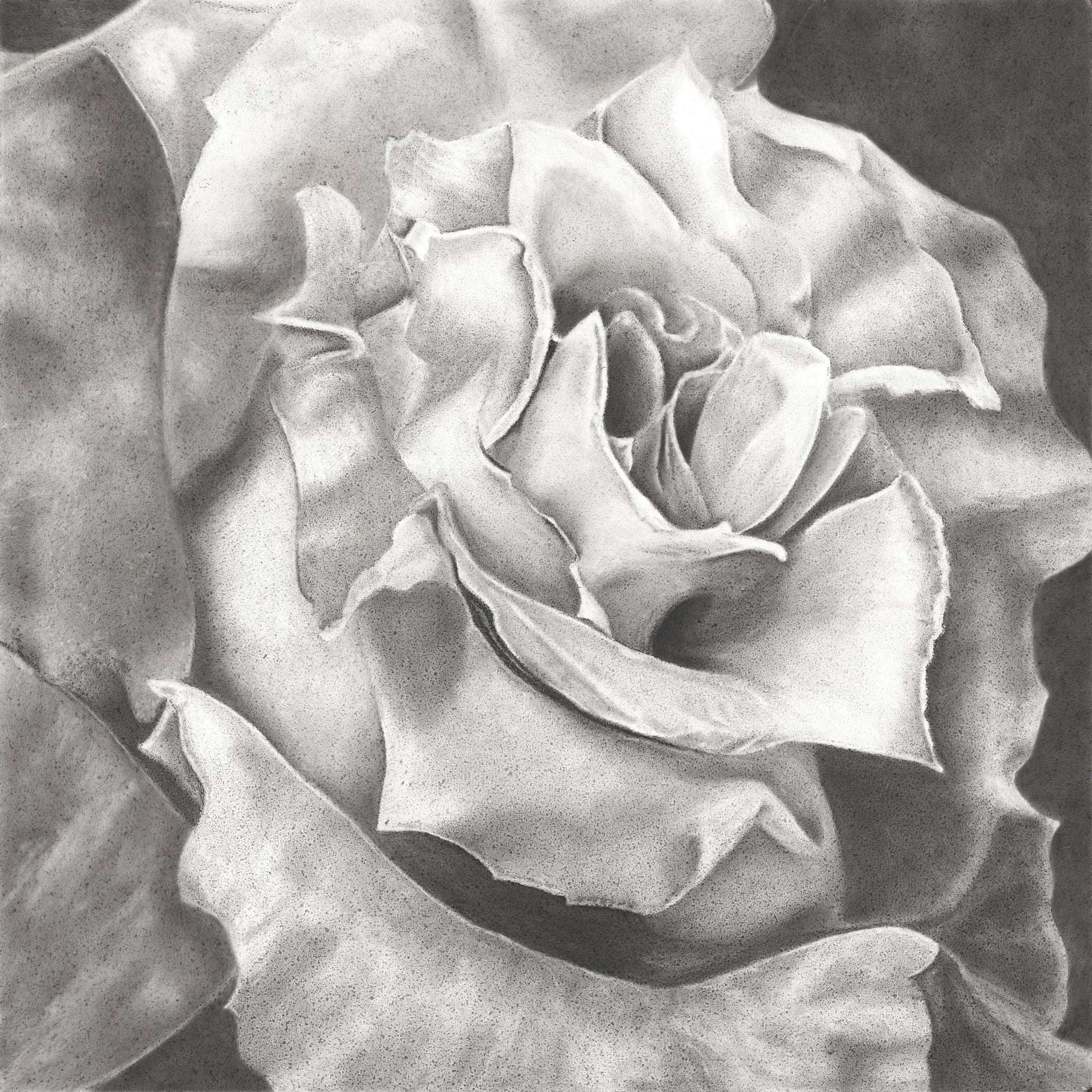 White Rose- limited edition signed and numbered prints
